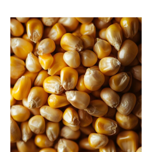Yellow Corn